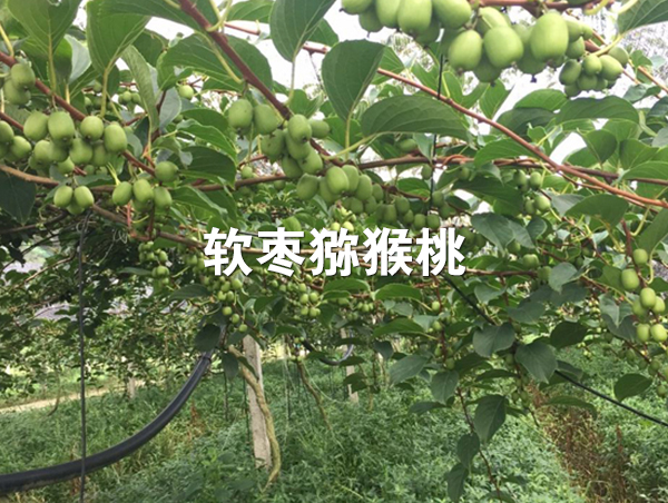 软枣猕猴桃