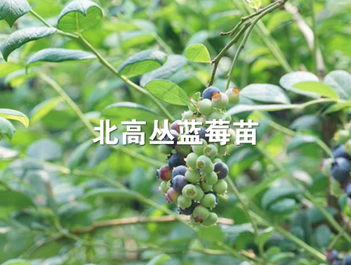 杜克蓝莓苗