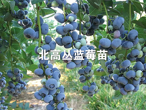 自由利伯蒂蓝莓苗