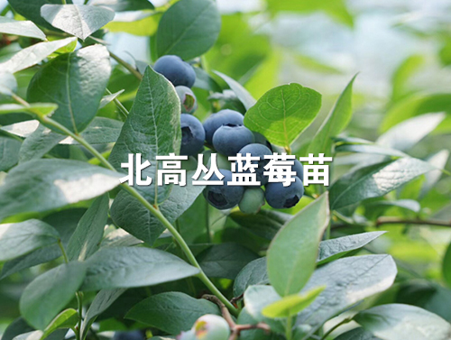 北陆蓝莓苗