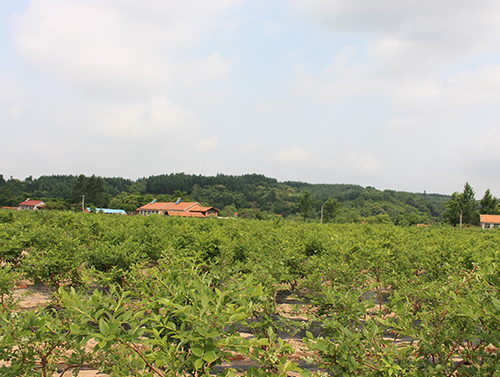 蓝莓苗基地