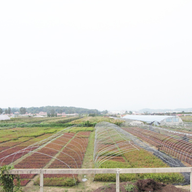 蓝莓苗组培基地
