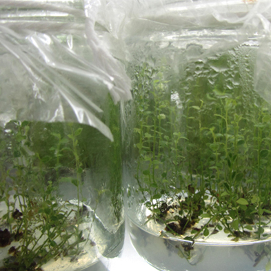 培育中的蓝莓树苗