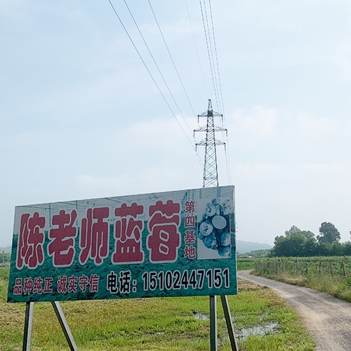 陈老师蓝莓基地