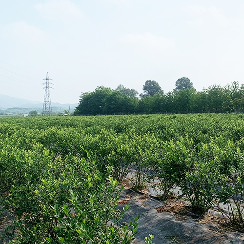 蓝莓苗基地