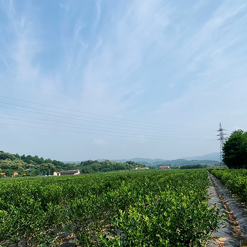 蓝莓苗基地