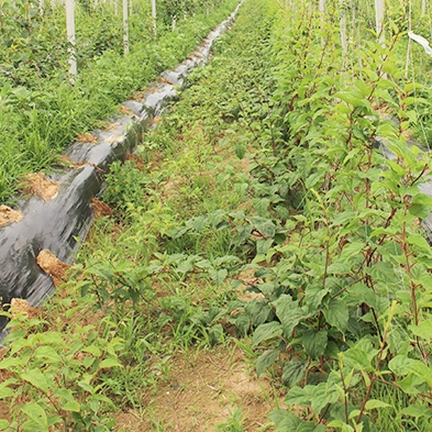 老古沟软枣树苗基地
