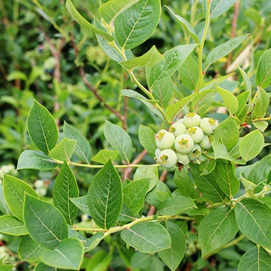 瑞卡蓝莓苗园定植基地