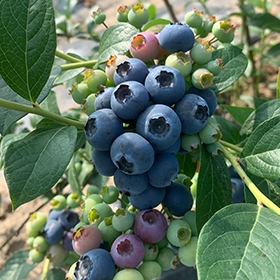 蓝莓鲜果