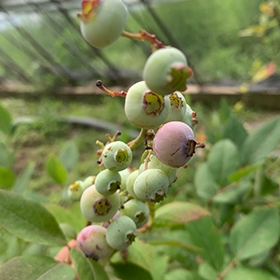 蓝莓鲜果