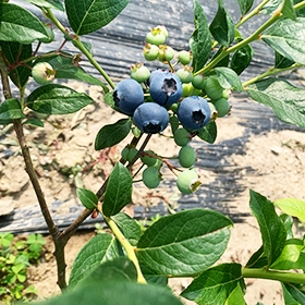 蓝莓果实
