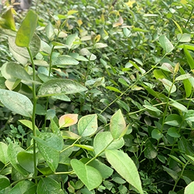 H5蓝莓苗