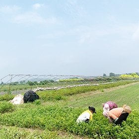 蓝莓苗基地