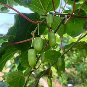 软枣树苗