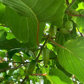 软枣树苗种植方法