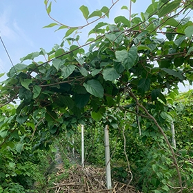 软枣子苗