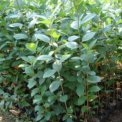 黑果花楸苗木
