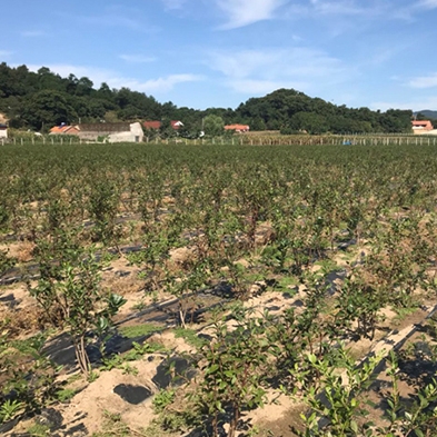 黑果花楸苗