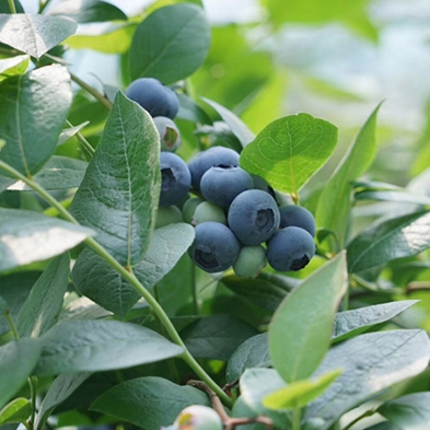 北陆Northland蓝莓苗