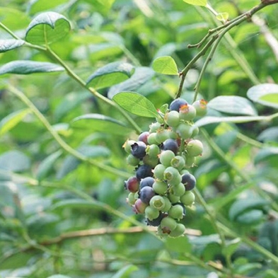 杜克Duke蓝莓苗