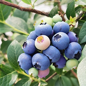 蓝莓种苗