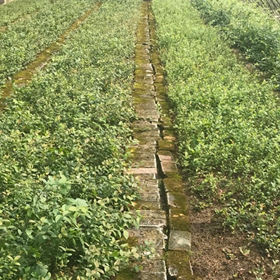瑞卡蓝莓苗