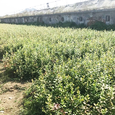 瑞卡蓝莓苗