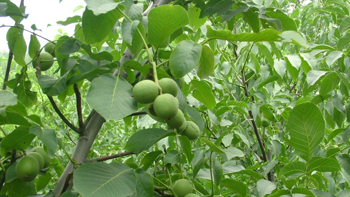 软枣树苗种植要领