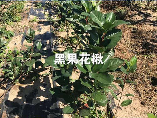 黑果花楸苗