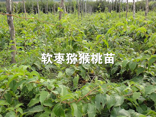软枣苗的种植要求