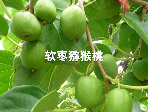 软枣树苗果实是一种十分珍贵的水果