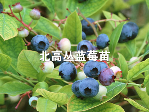 蓝莓树生长