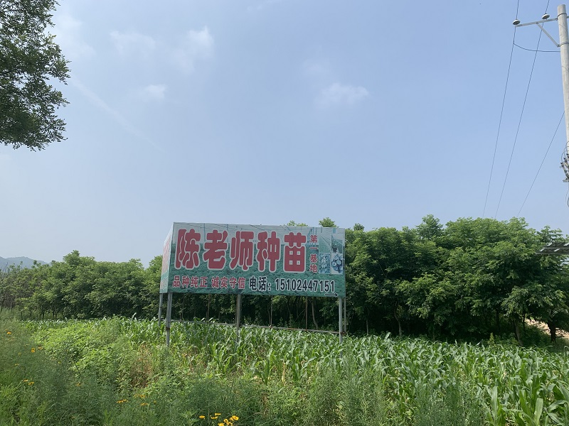 蓝莓种苗基地 - 副本.JPG