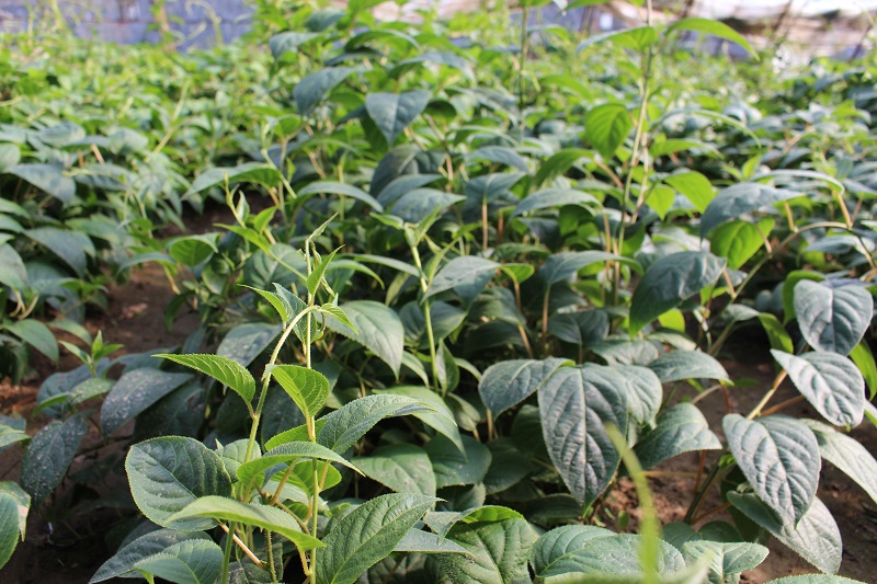软枣树苗种植方法