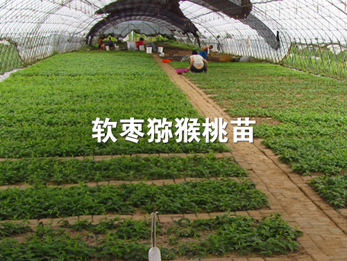 软枣苗