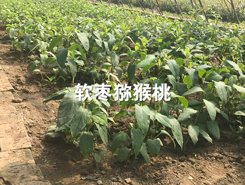 软枣猕猴桃苗