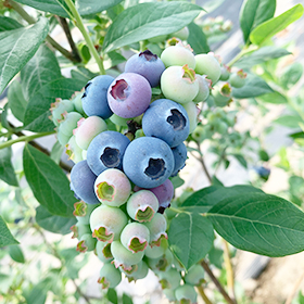 山东蓝莓鲜果
