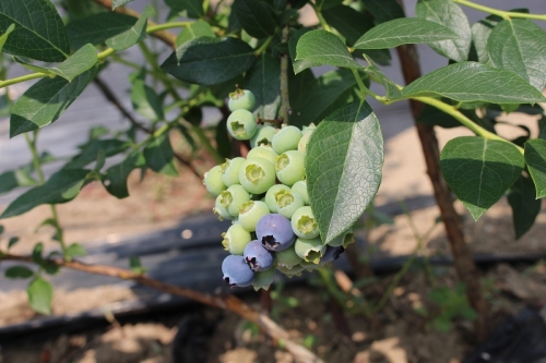 山东蓝莓鲜果