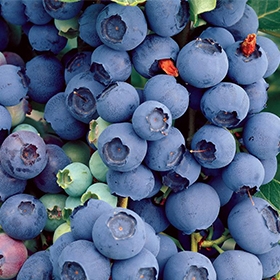 山东蓝莓品种