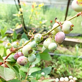 山东蓝莓鲜果基地