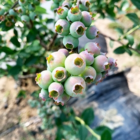 山东蓝莓甸果