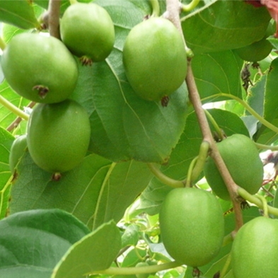莱芜软枣猕猴桃种苗