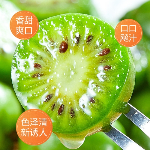 盘锦丹东软枣猕猴桃