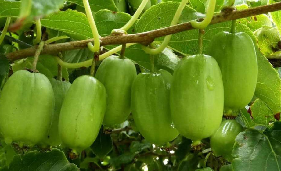 软枣猕猴桃品种